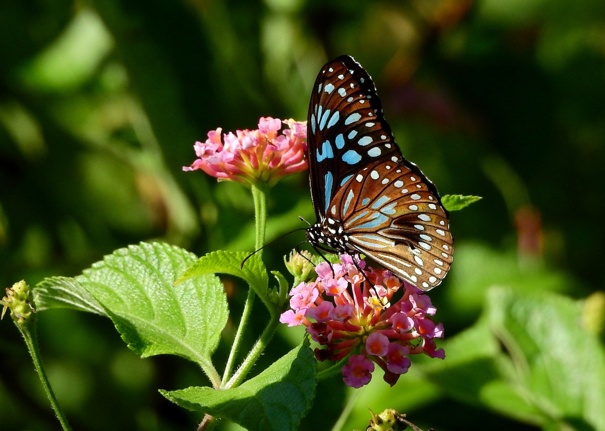 Blue Wanderer - ML652495550
