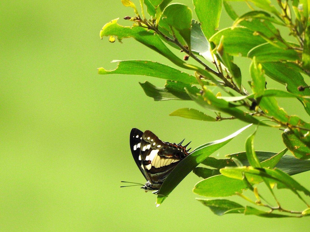 Tailed Emperor - ML652495622