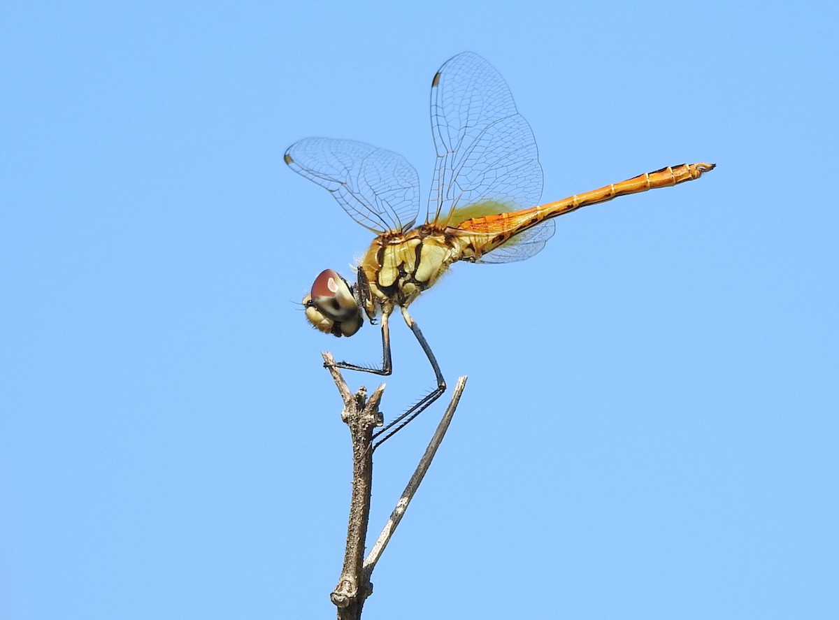 Wandering Pennant - ML652495672