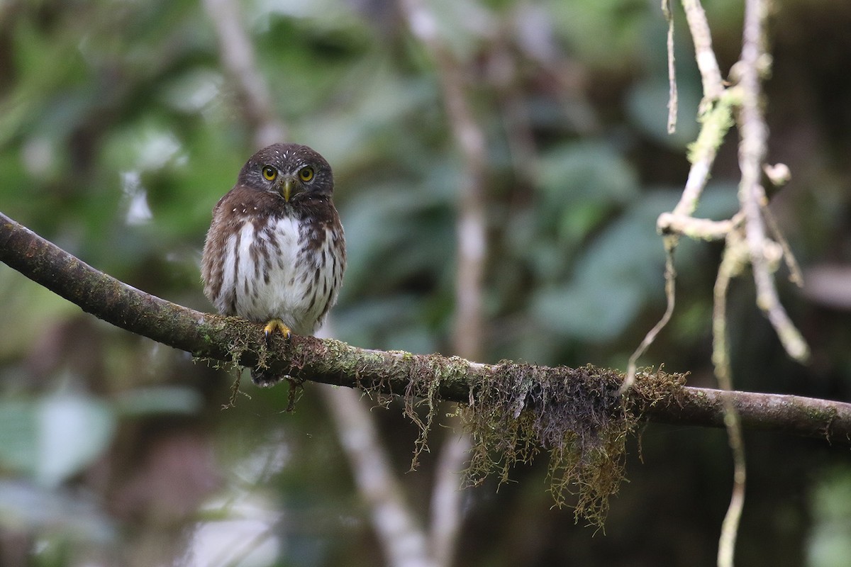 Cloud-forest Pygmy-Owl - Fabrice Schmitt
