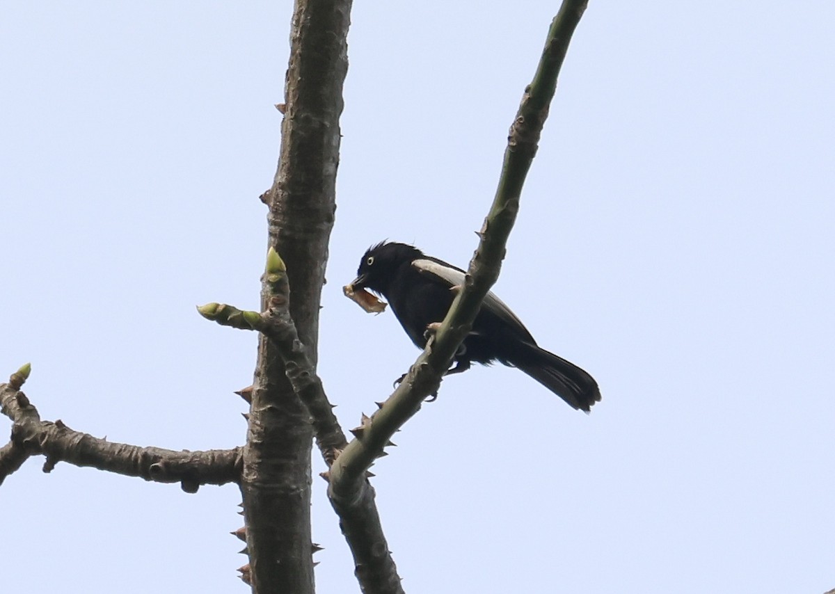 White-shouldered Black-Tit - ML652495728