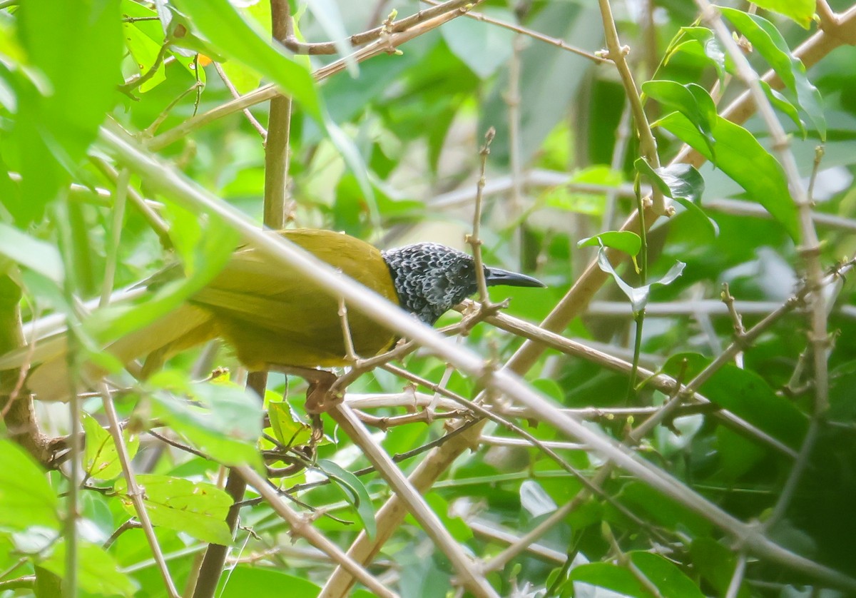 Oriole Warbler - ML652495998