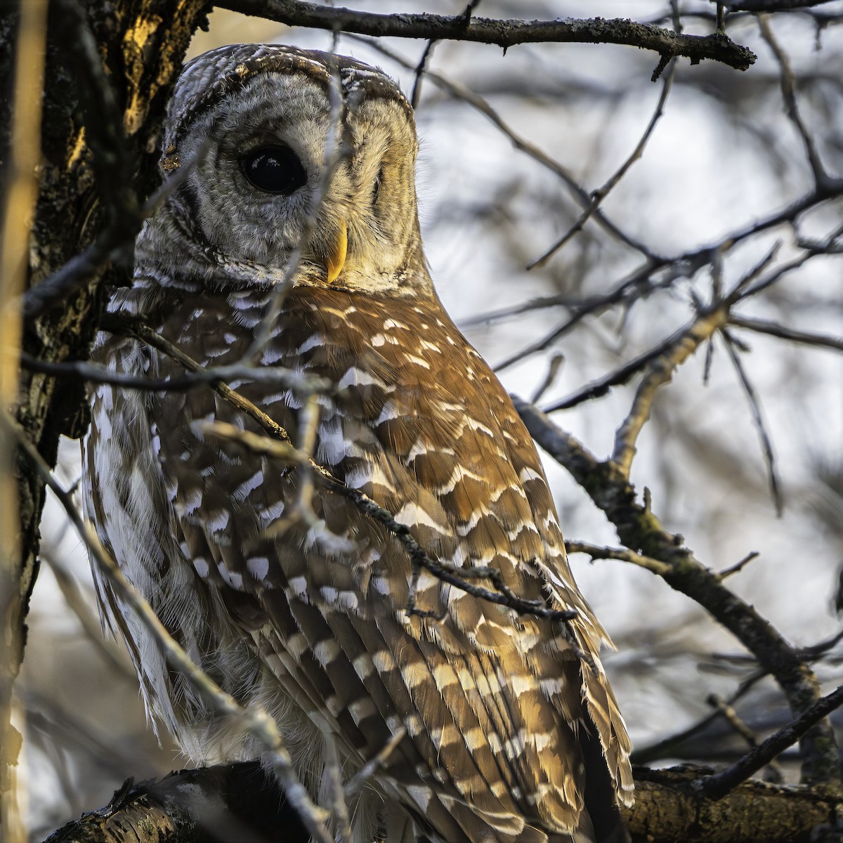 Полосатая неясыть - ML652496425