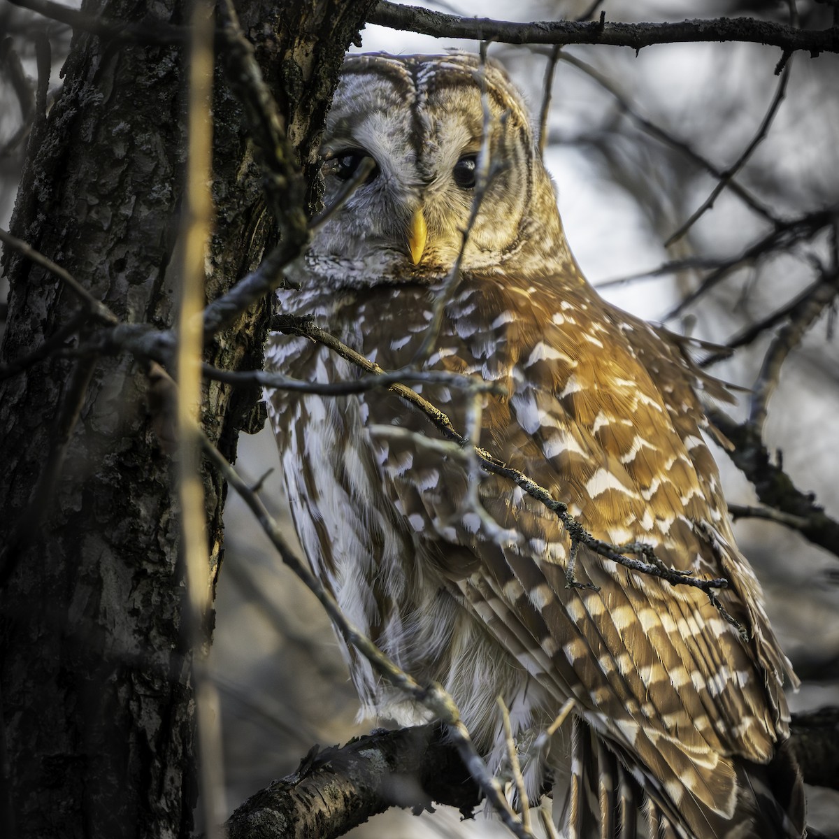 Полосатая неясыть - ML652496426