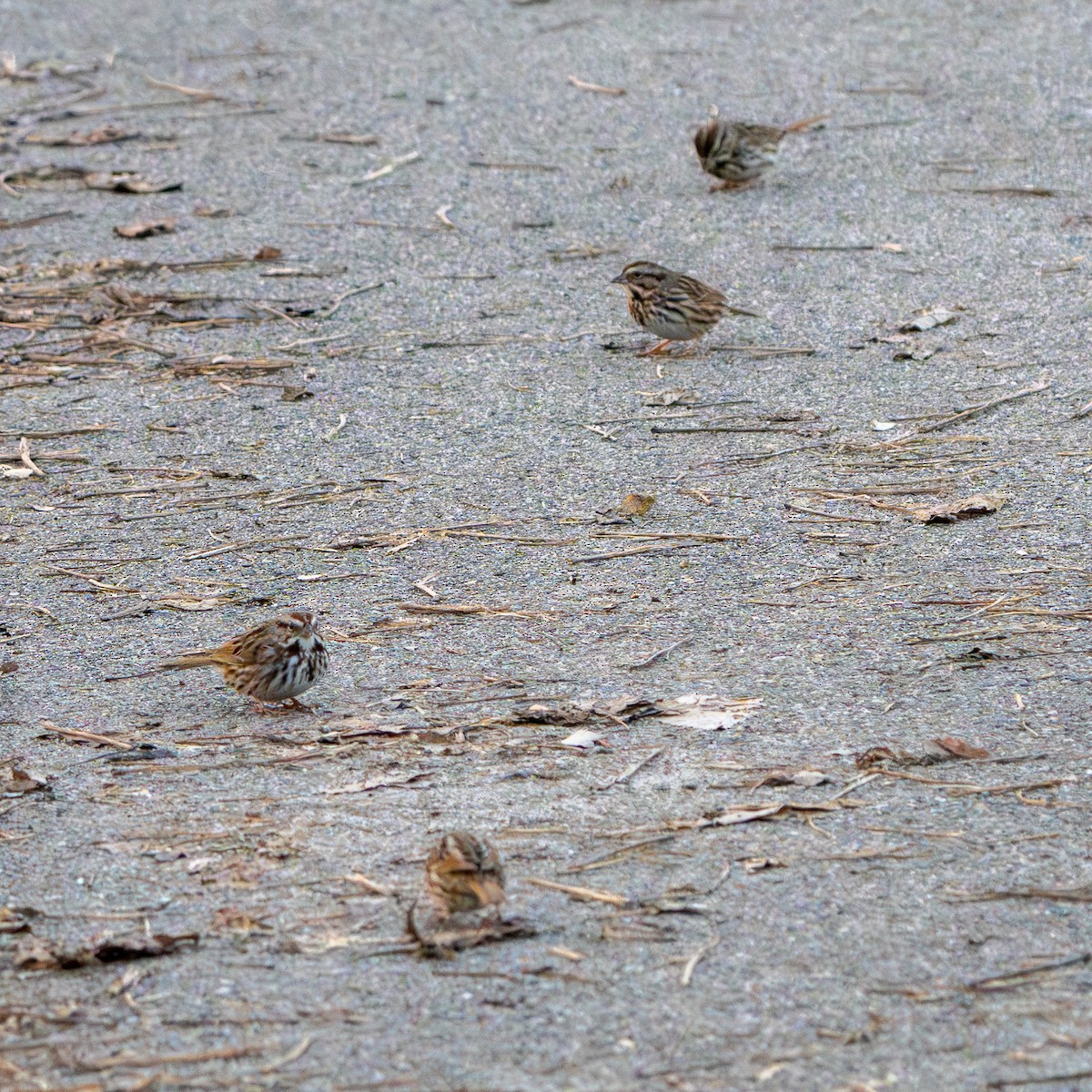 Певчая овсянка - ML652496435