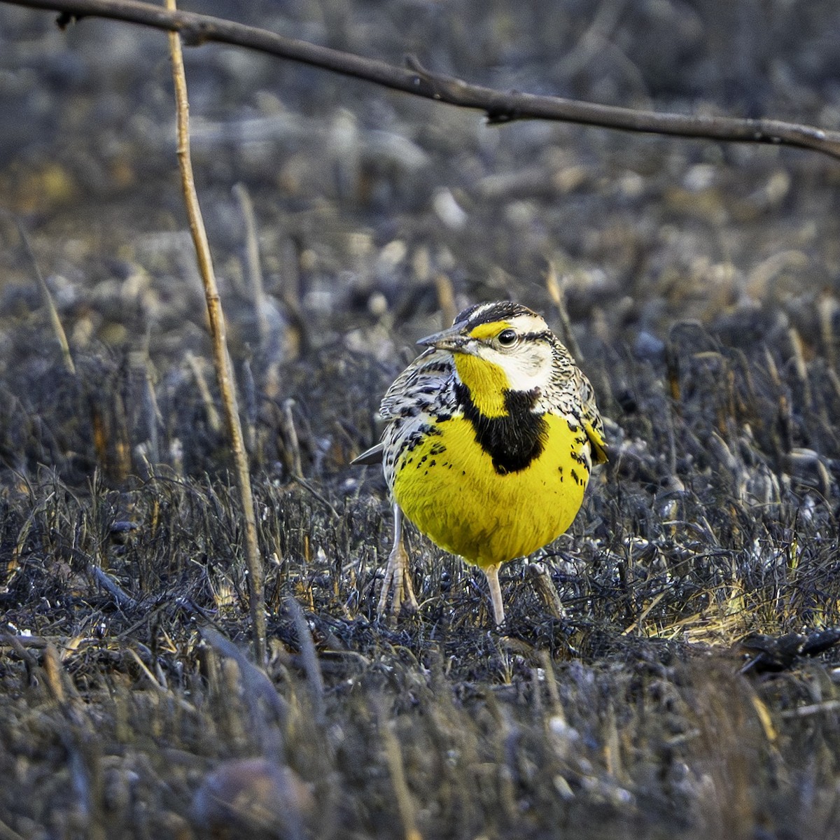 Большой луговой трупиал - ML652496444