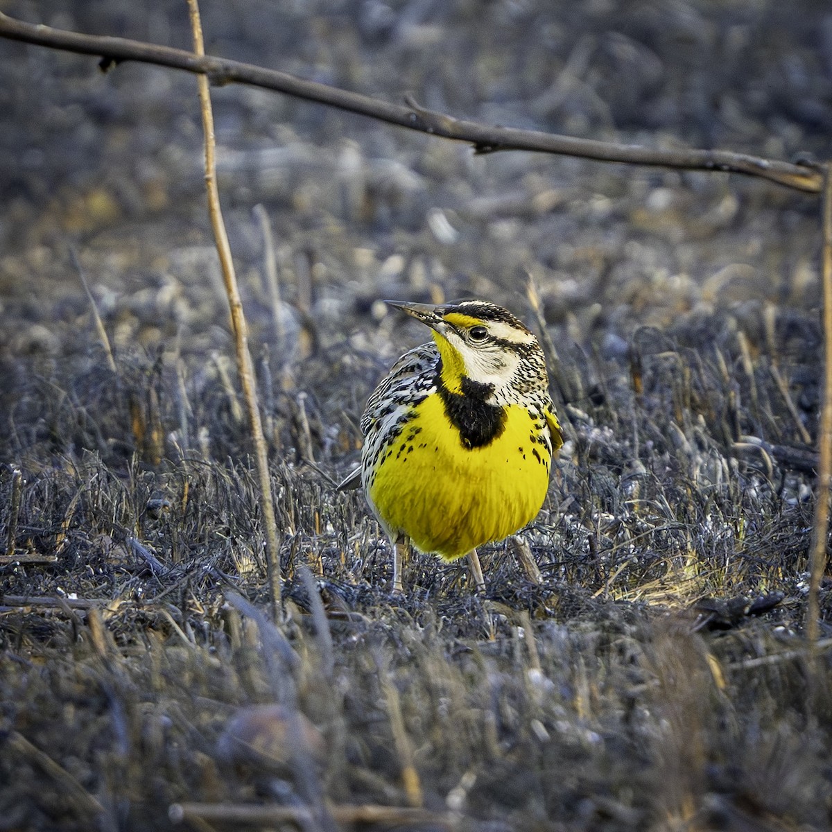 Большой луговой трупиал - ML652496445