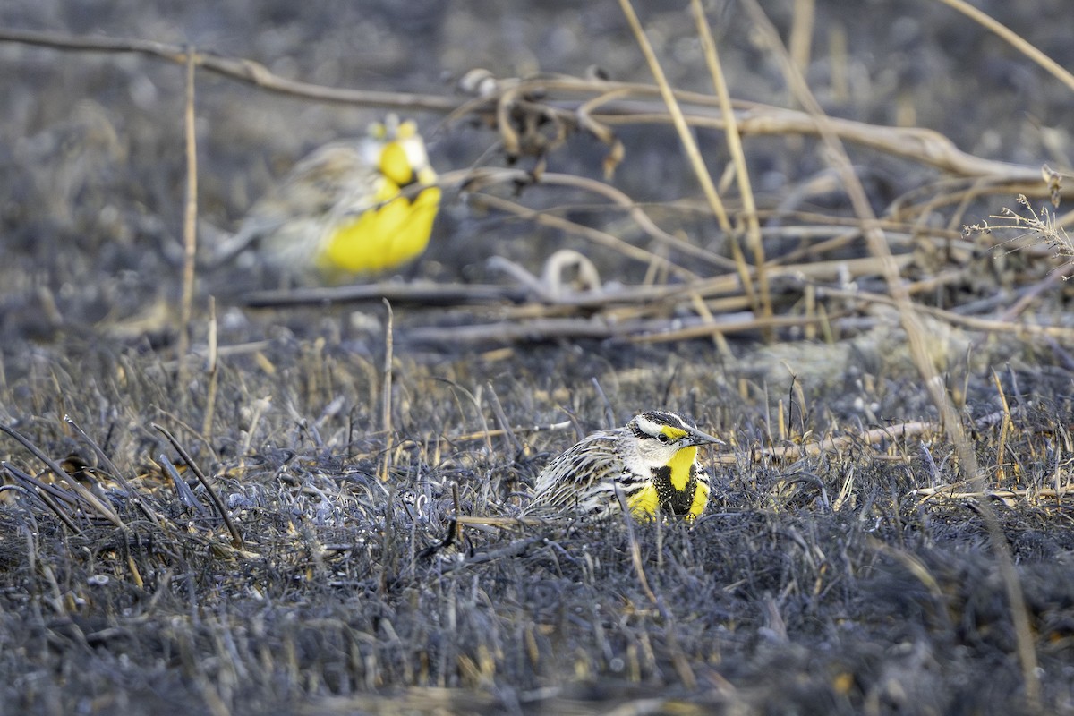 Большой луговой трупиал - ML652496446