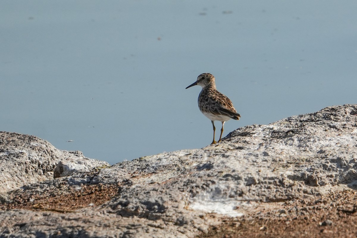 Побережник-крихітка - ML652496584