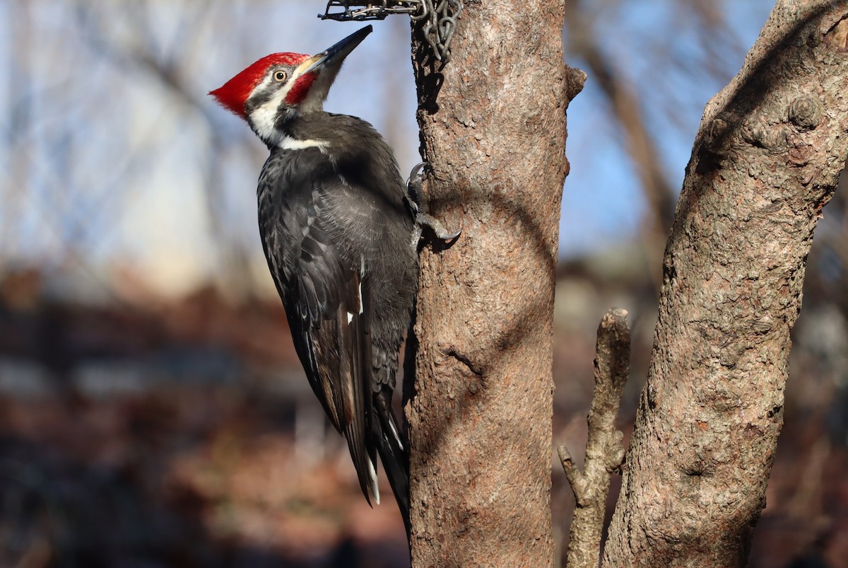 Pileated Woodpecker - ML652496635