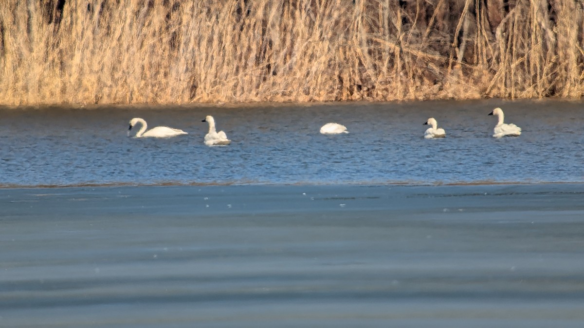 Cigno minore - ML652496712