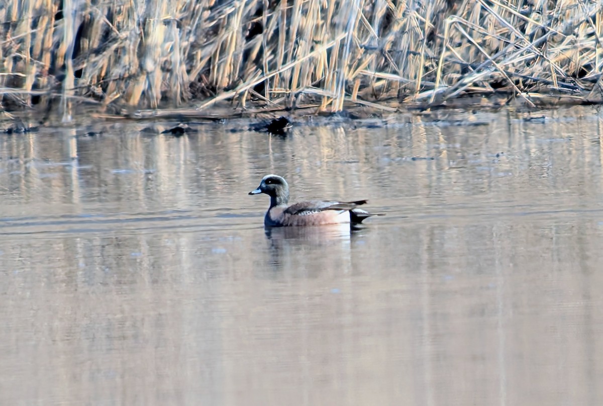 Fischione americano - ML652496729