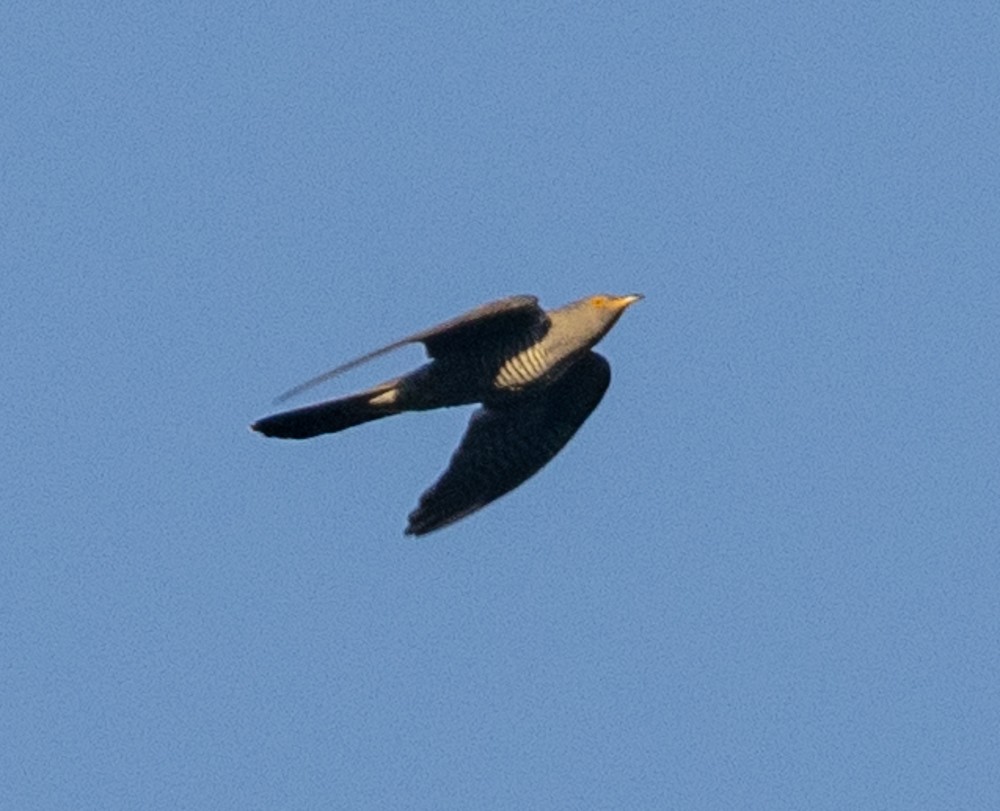 Common Cuckoo - ML652496855