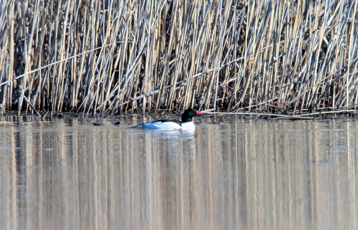 Smergo maggiore - ML652496892