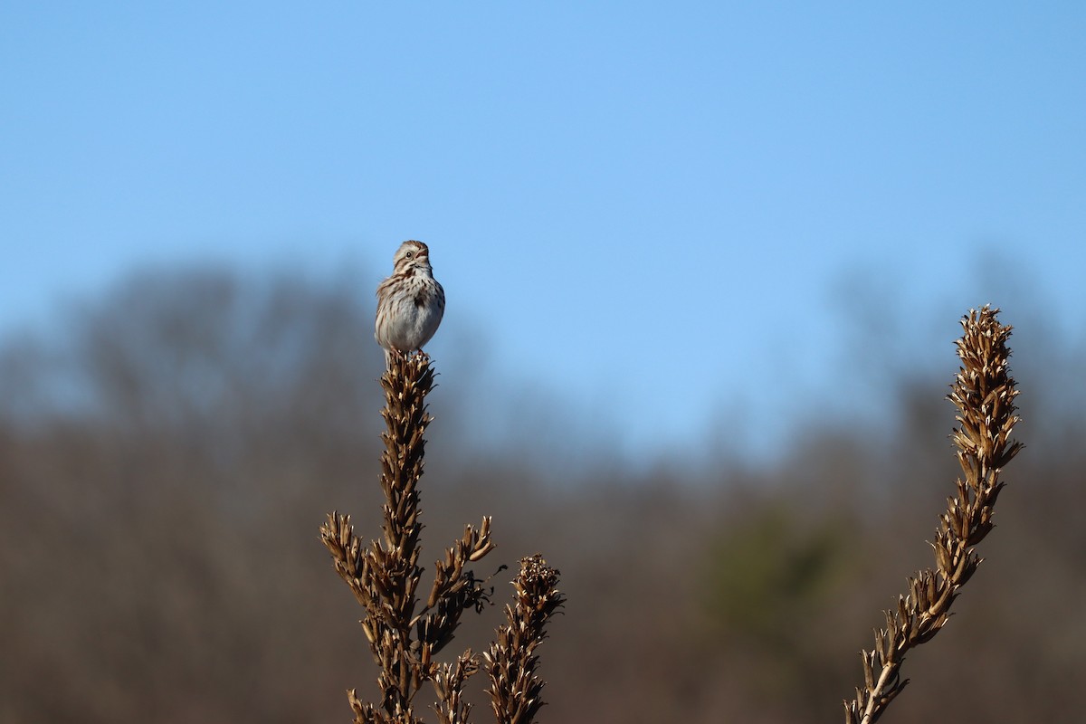 Song Sparrow - ML652496939