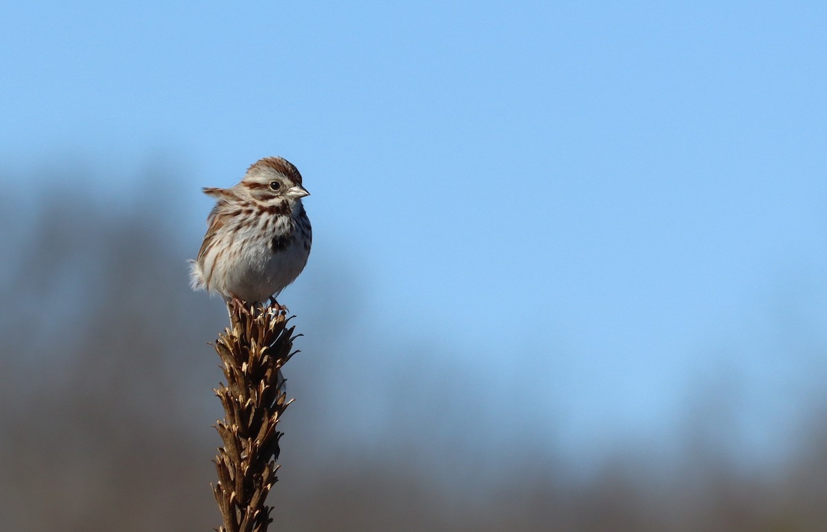 Song Sparrow - ML652496947
