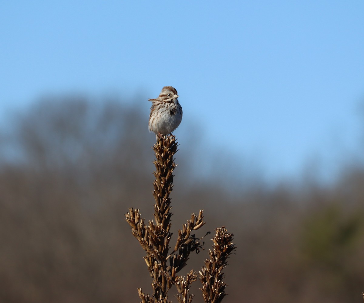 Song Sparrow - ML652496963