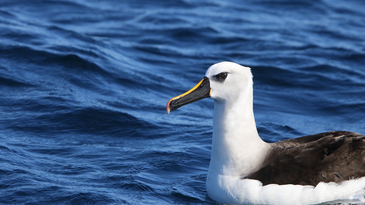 Atlantic Yellow-nosed Albatross - ML652497023