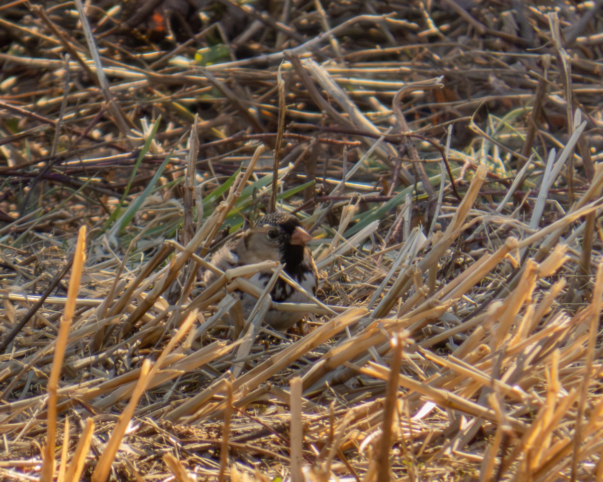 Harris's Sparrow - ML652497034