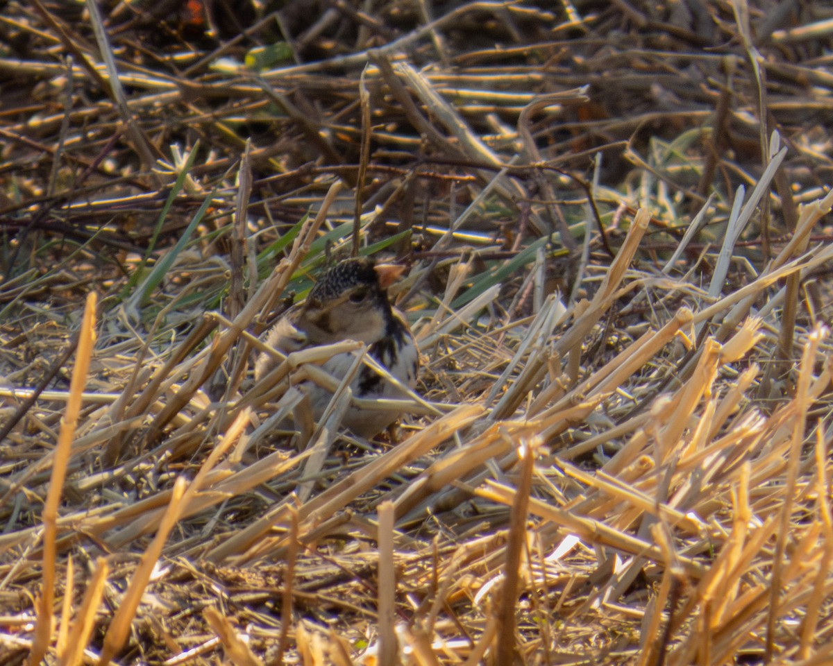 Harris's Sparrow - ML652497035