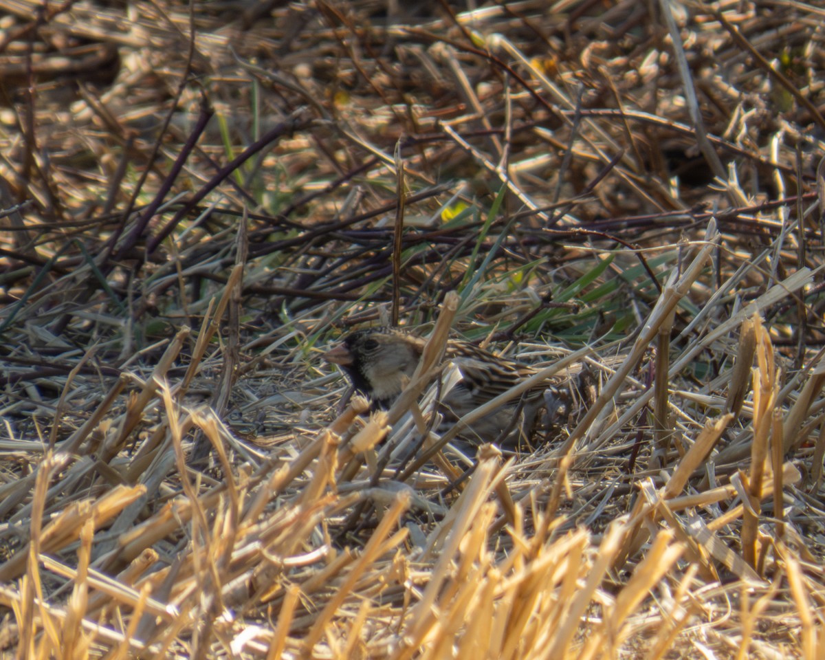 Harris's Sparrow - ML652497036