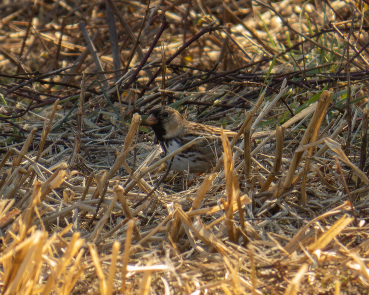 Harris's Sparrow - ML652497037