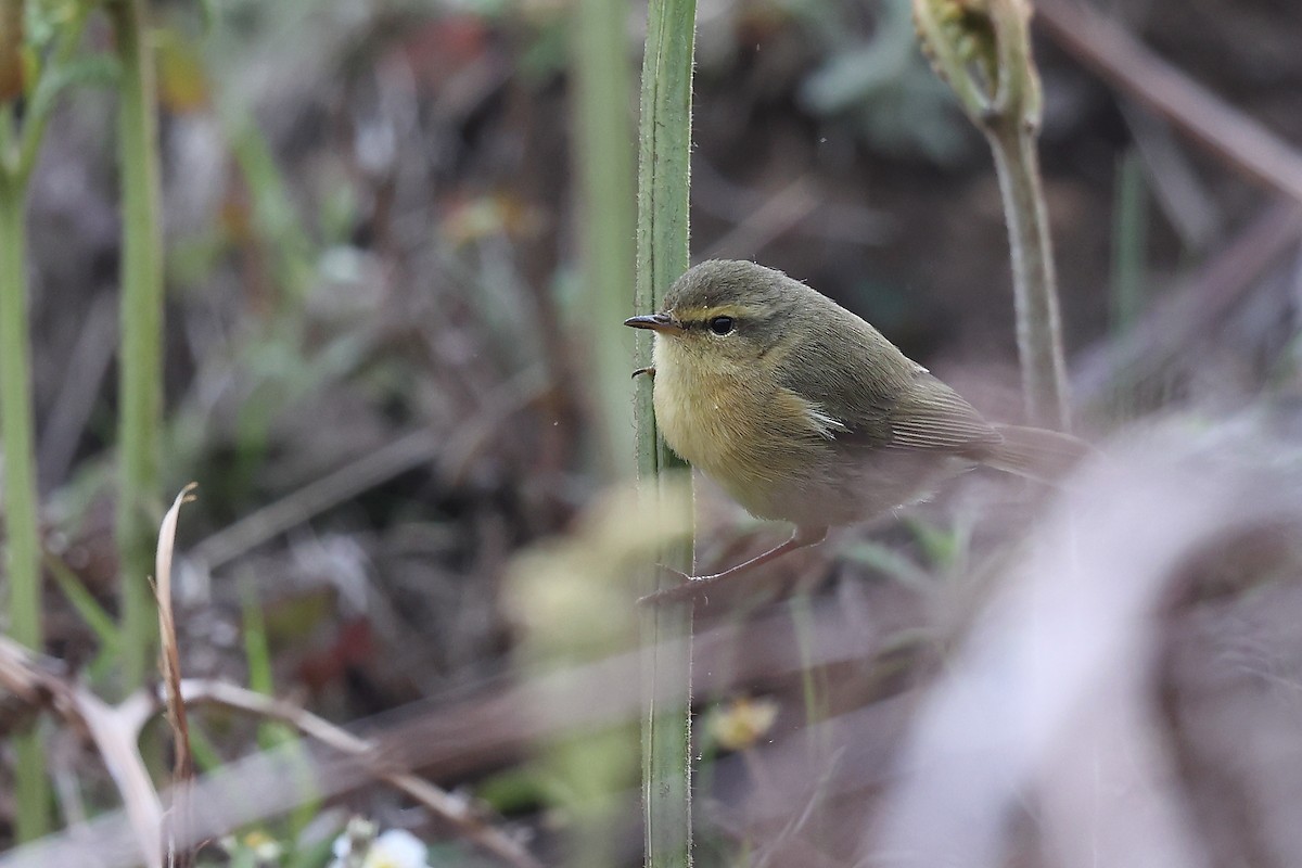 Açık Gerdanlı Çıvgın - ML652497068