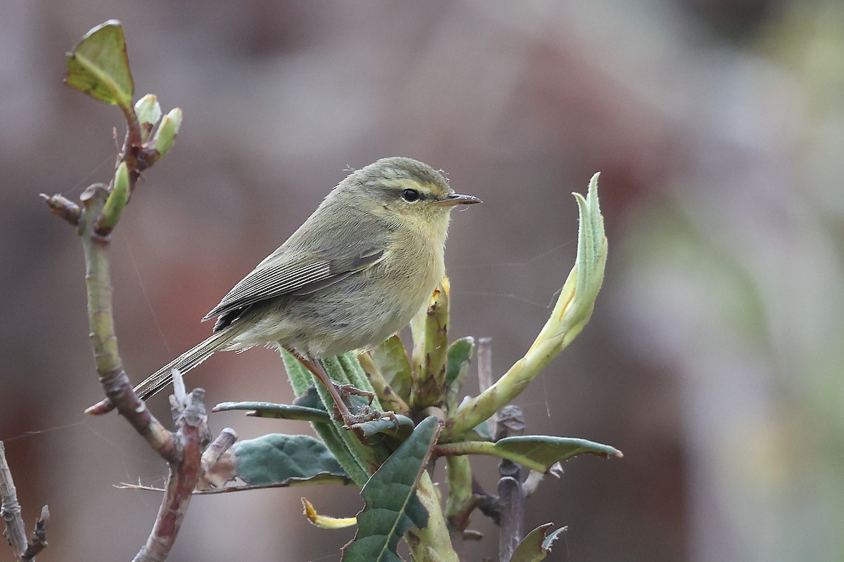 Açık Gerdanlı Çıvgın - ML652497069