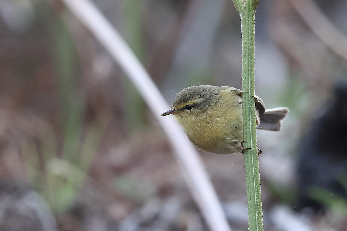 Açık Gerdanlı Çıvgın - ML652497070