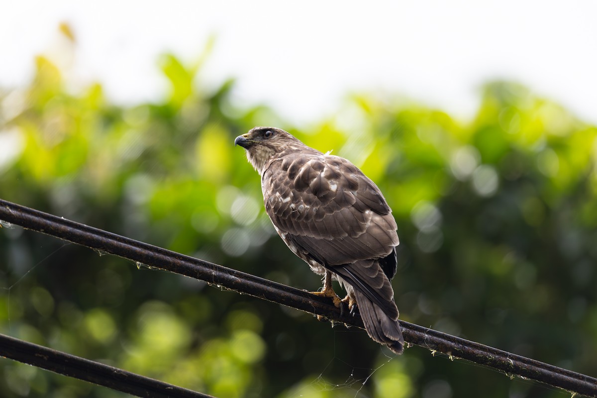 Busardo Aliancho - ML652497218