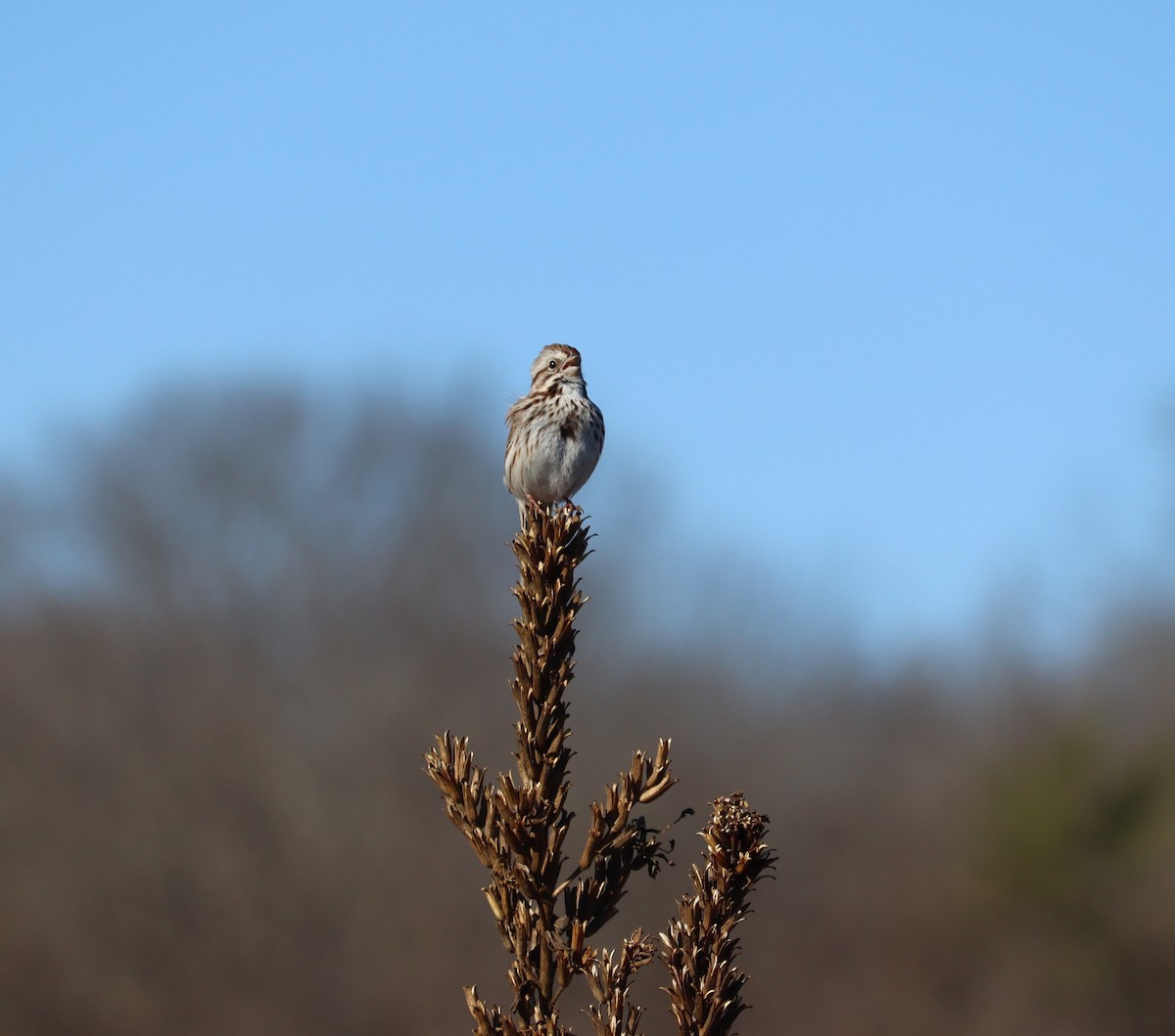 Song Sparrow - ML652497228