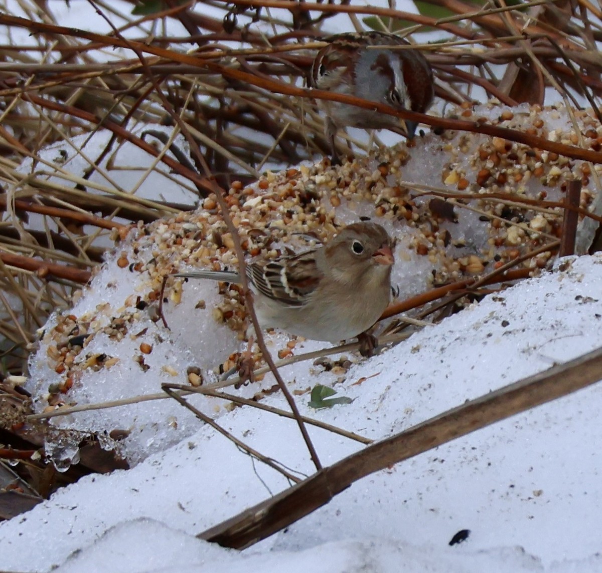 Field Sparrow - ML652497308