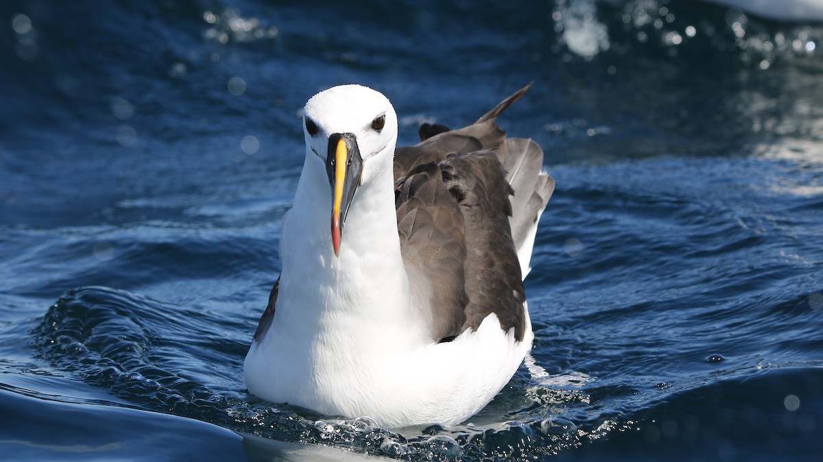 Atlantic Yellow-nosed Albatross - ML652497466