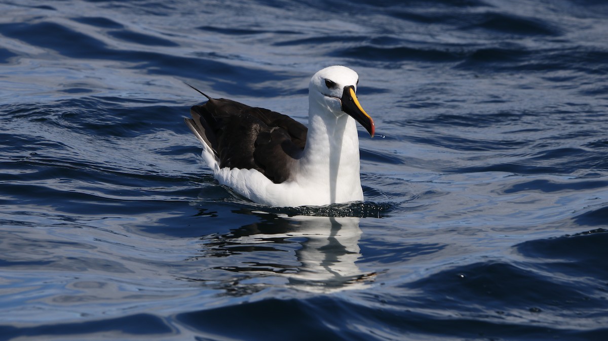 Atlantic Yellow-nosed Albatross - ML652497516