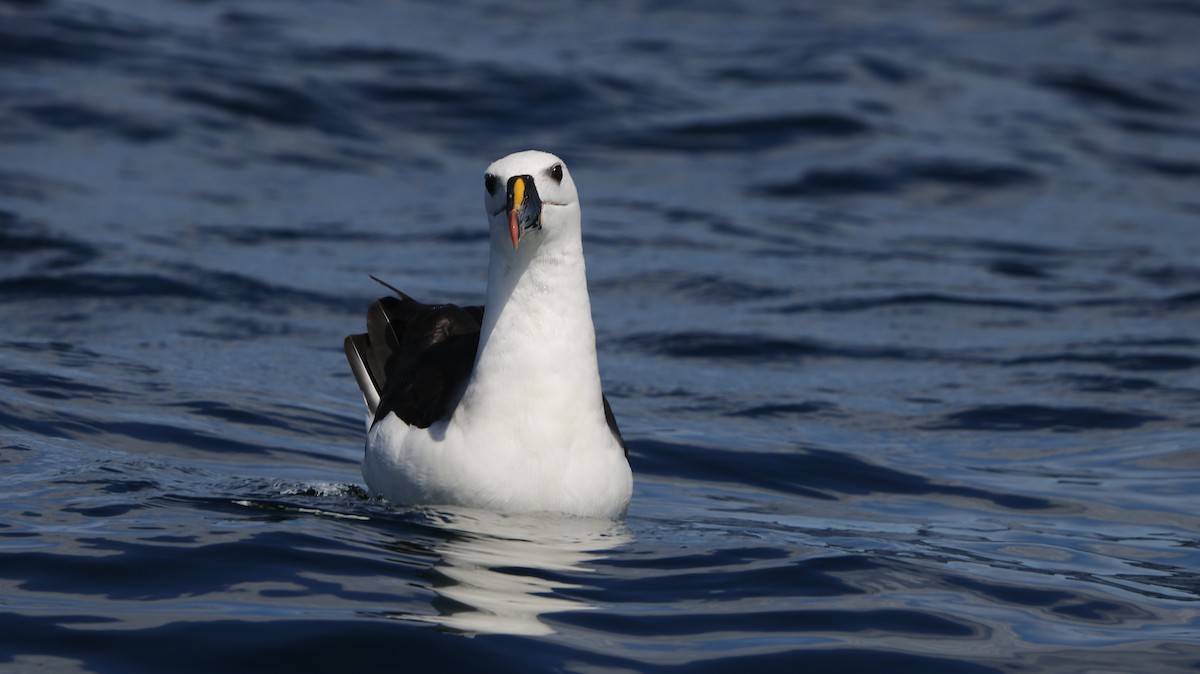 Atlantic Yellow-nosed Albatross - ML652497568