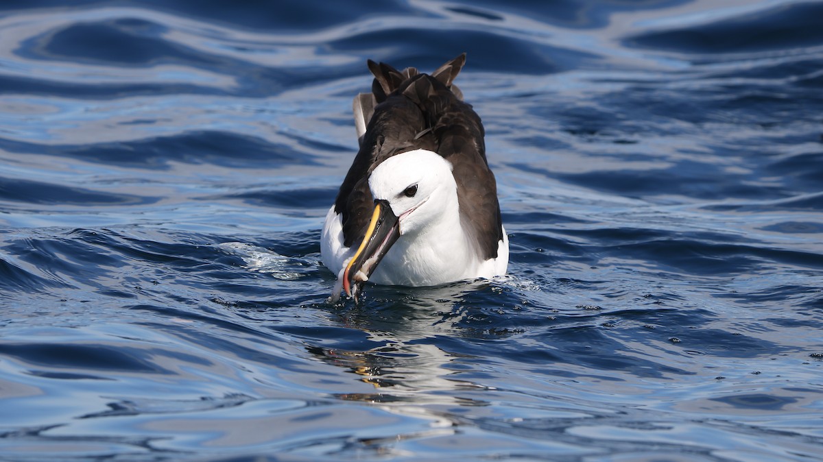 Atlantic Yellow-nosed Albatross - ML652497582