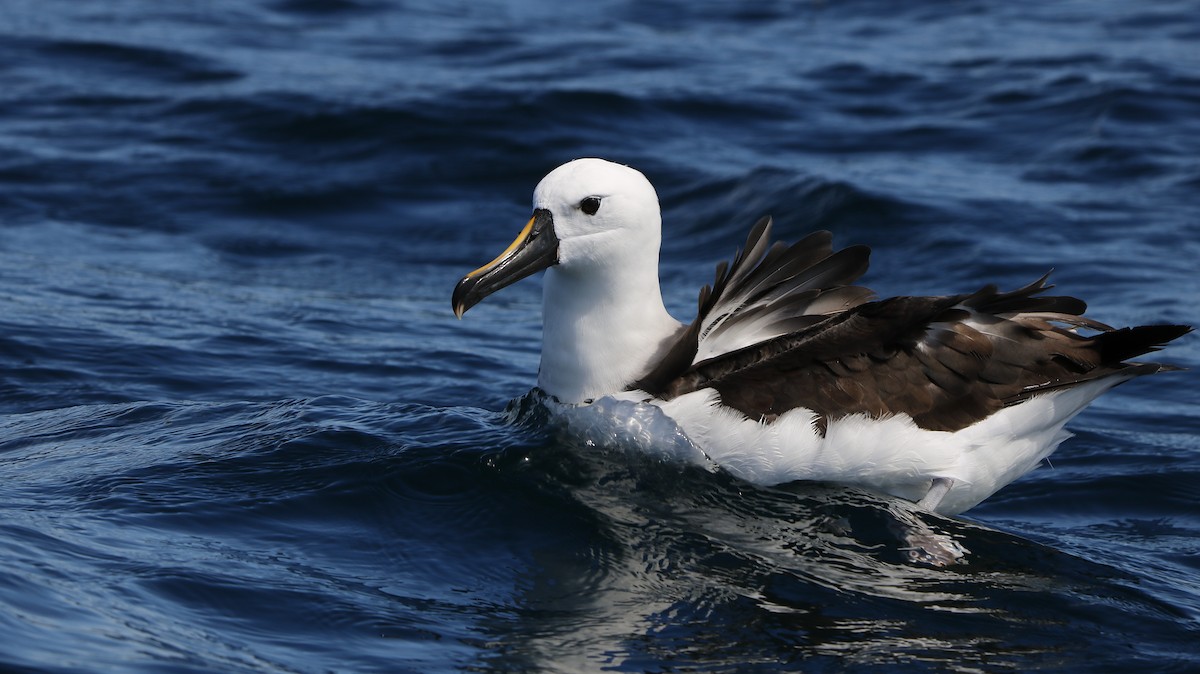 Atlantic Yellow-nosed Albatross - ML652497682