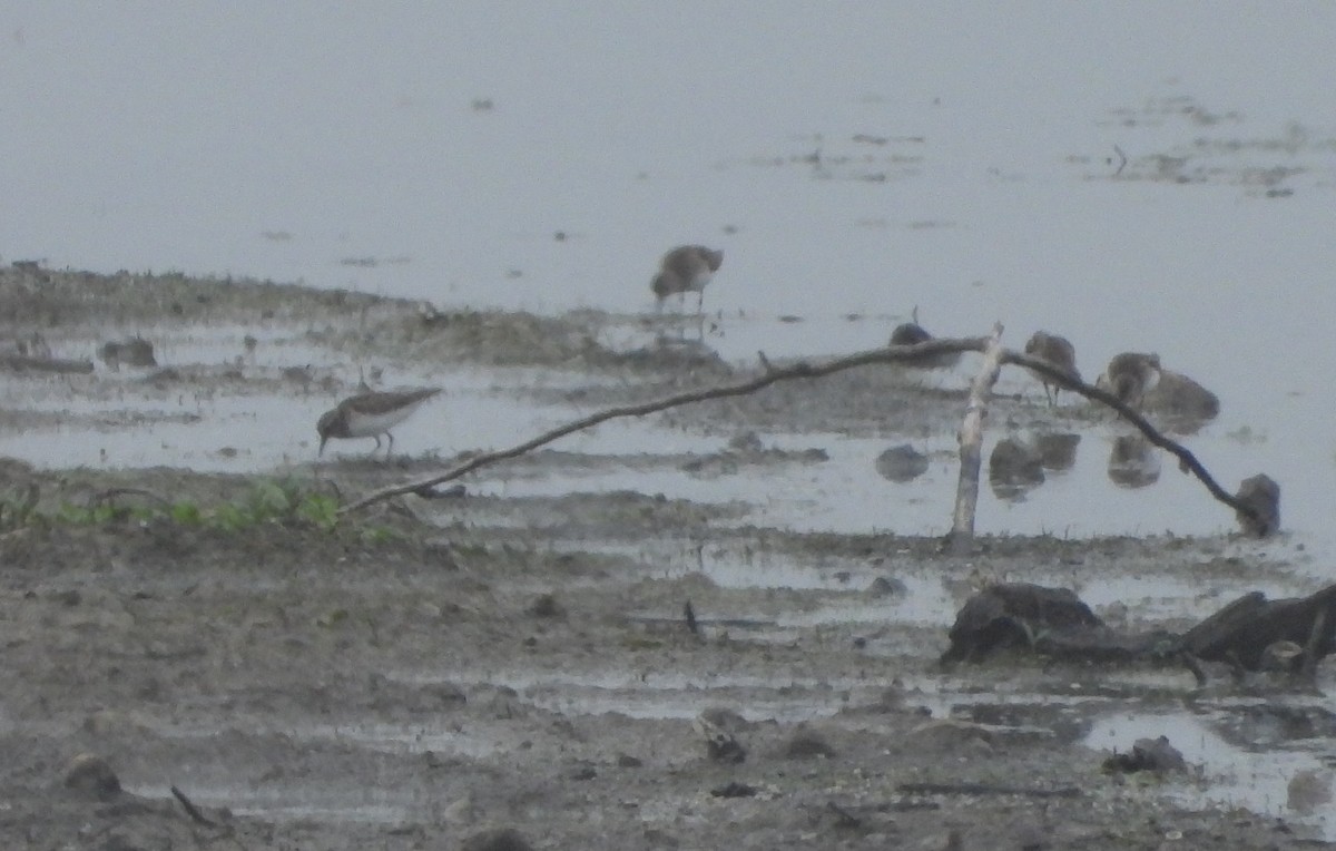 Побережник-крихітка - ML652497684