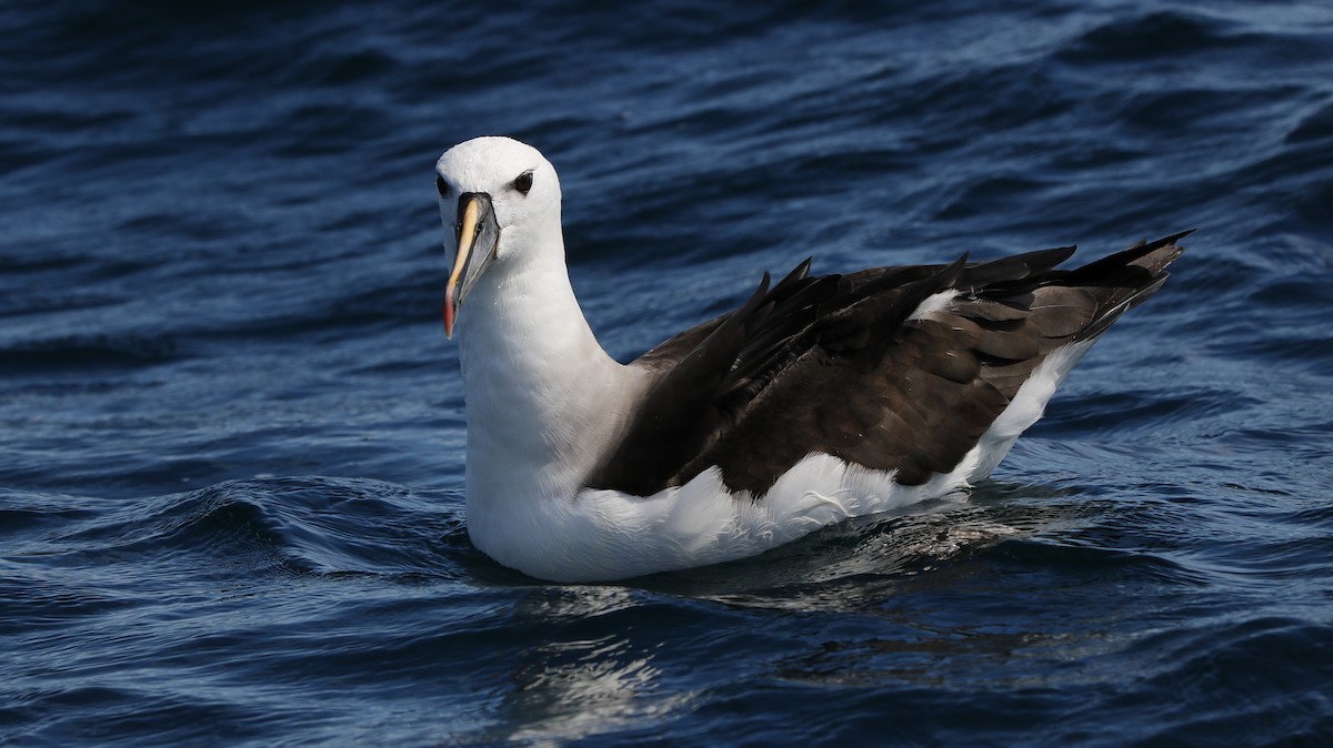 Atlantic Yellow-nosed Albatross - ML652497704