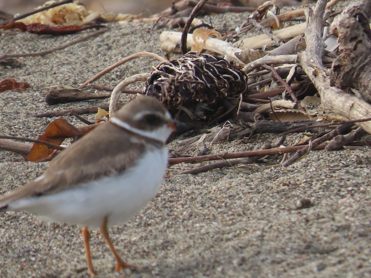 Perdeli Cılıbıt - ML652497869