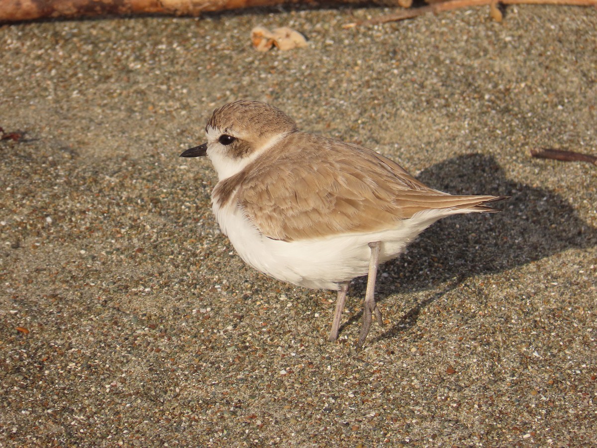 Karlı Cılıbıt - ML652497885