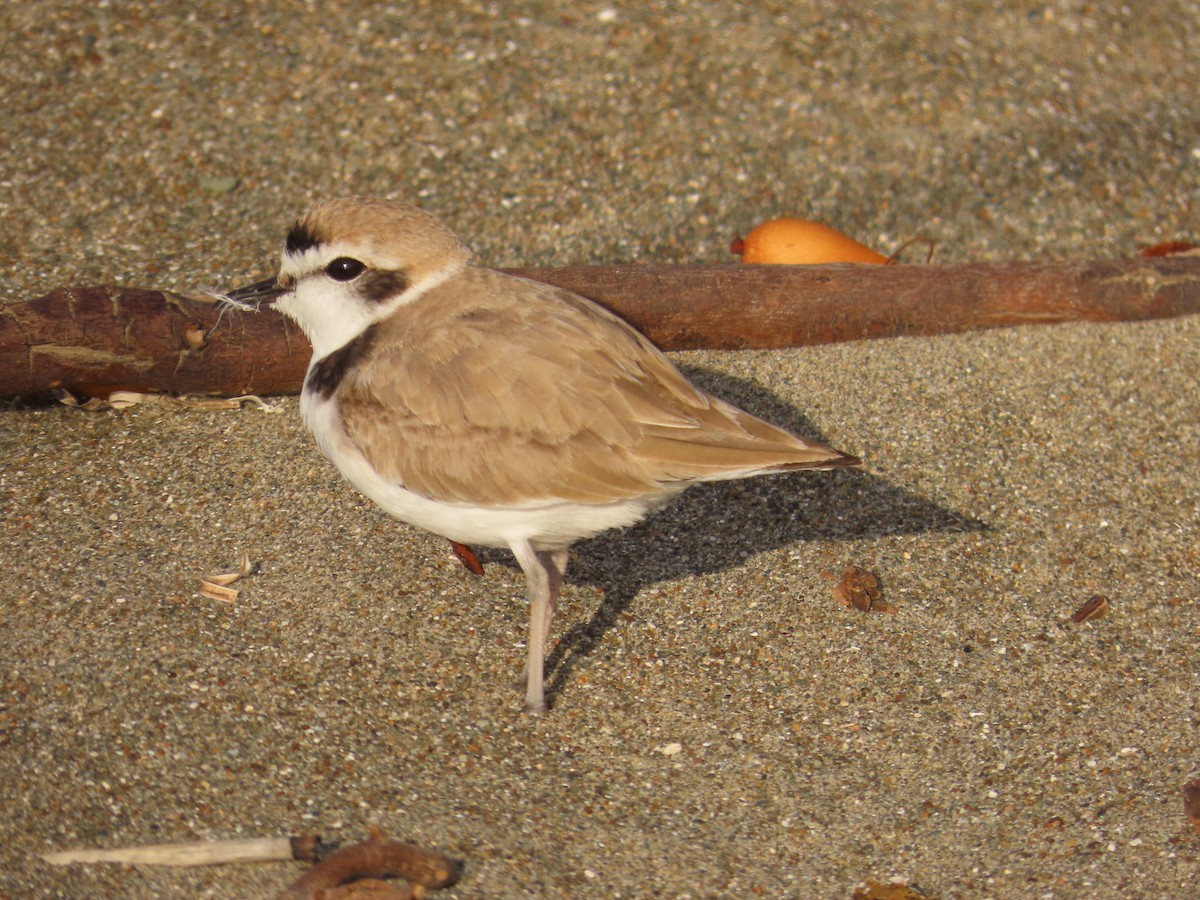 Karlı Cılıbıt - ML652497886