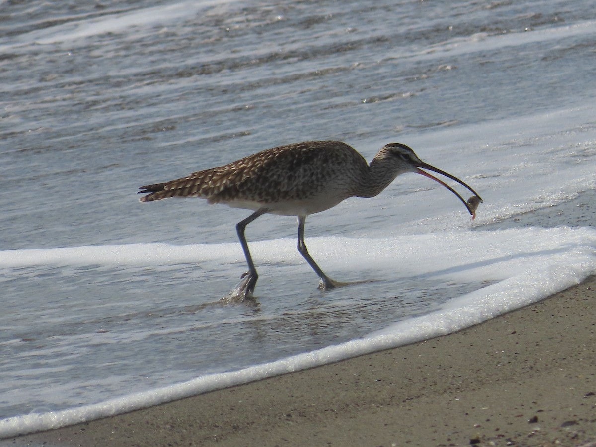 Amerika Sürmeli Kervançulluğu - ML652497934