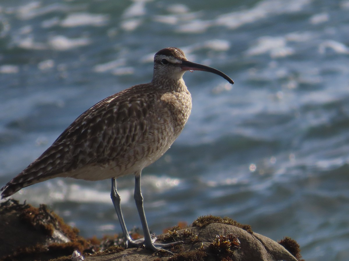 Amerika Sürmeli Kervançulluğu - ML652497935