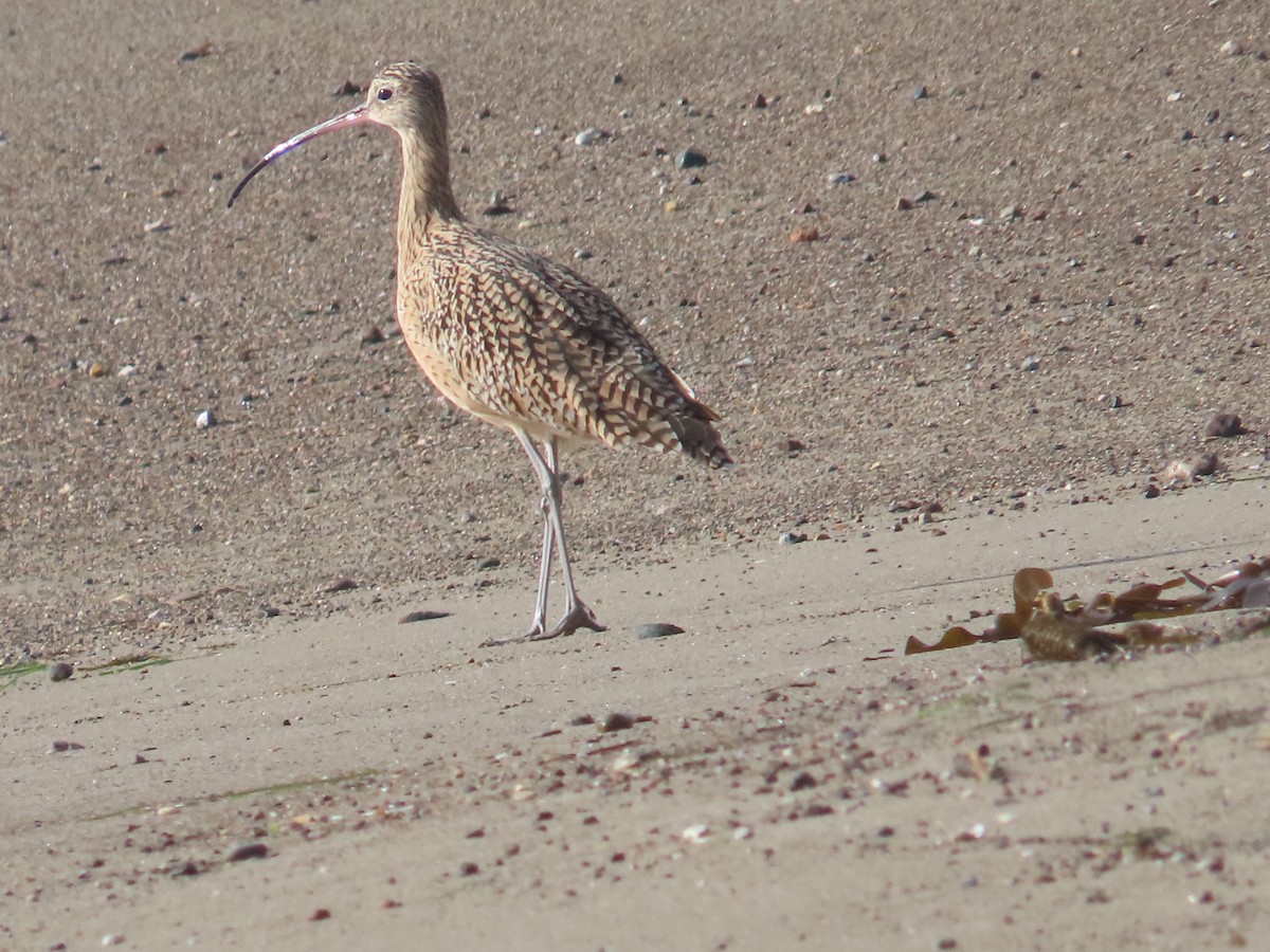 Uzun Gagalı Kervançulluğu - ML652497946