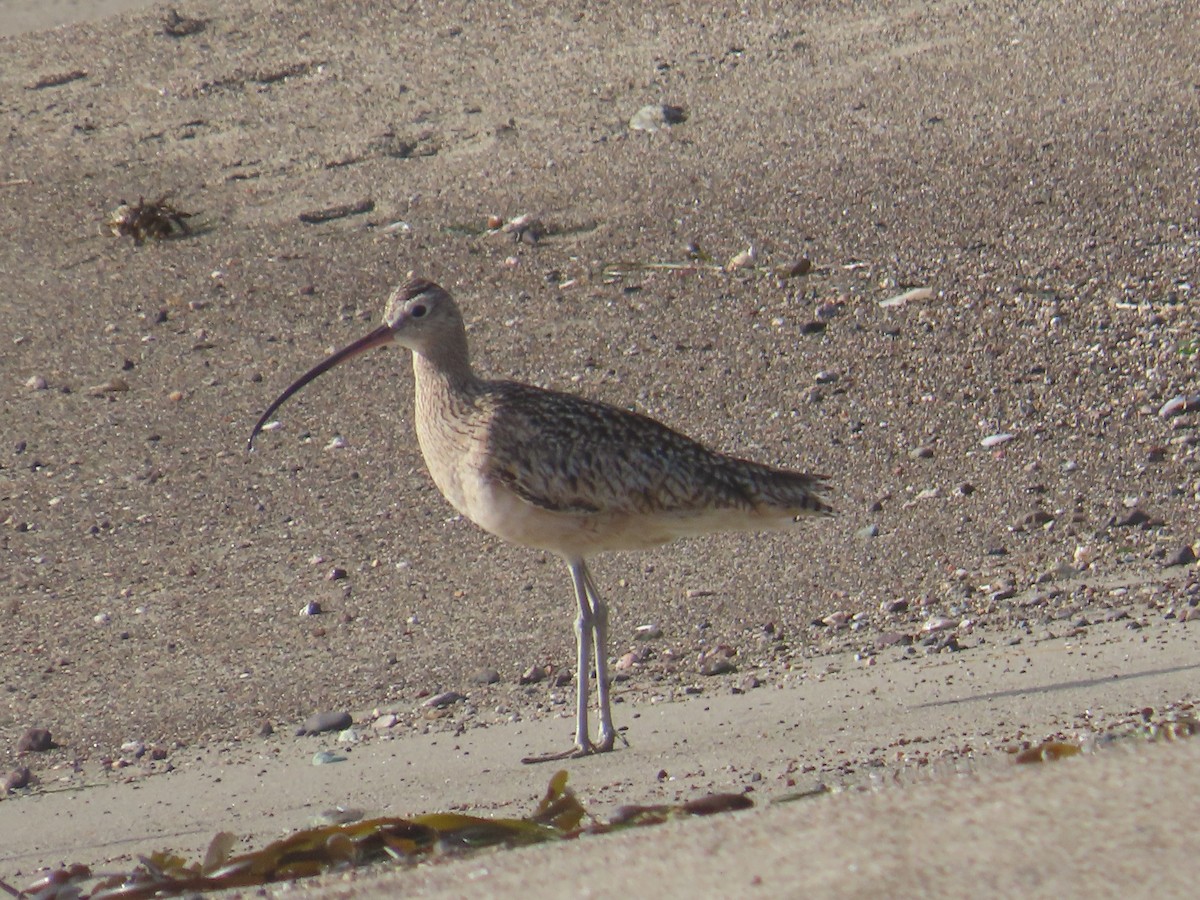 Uzun Gagalı Kervançulluğu - ML652497947