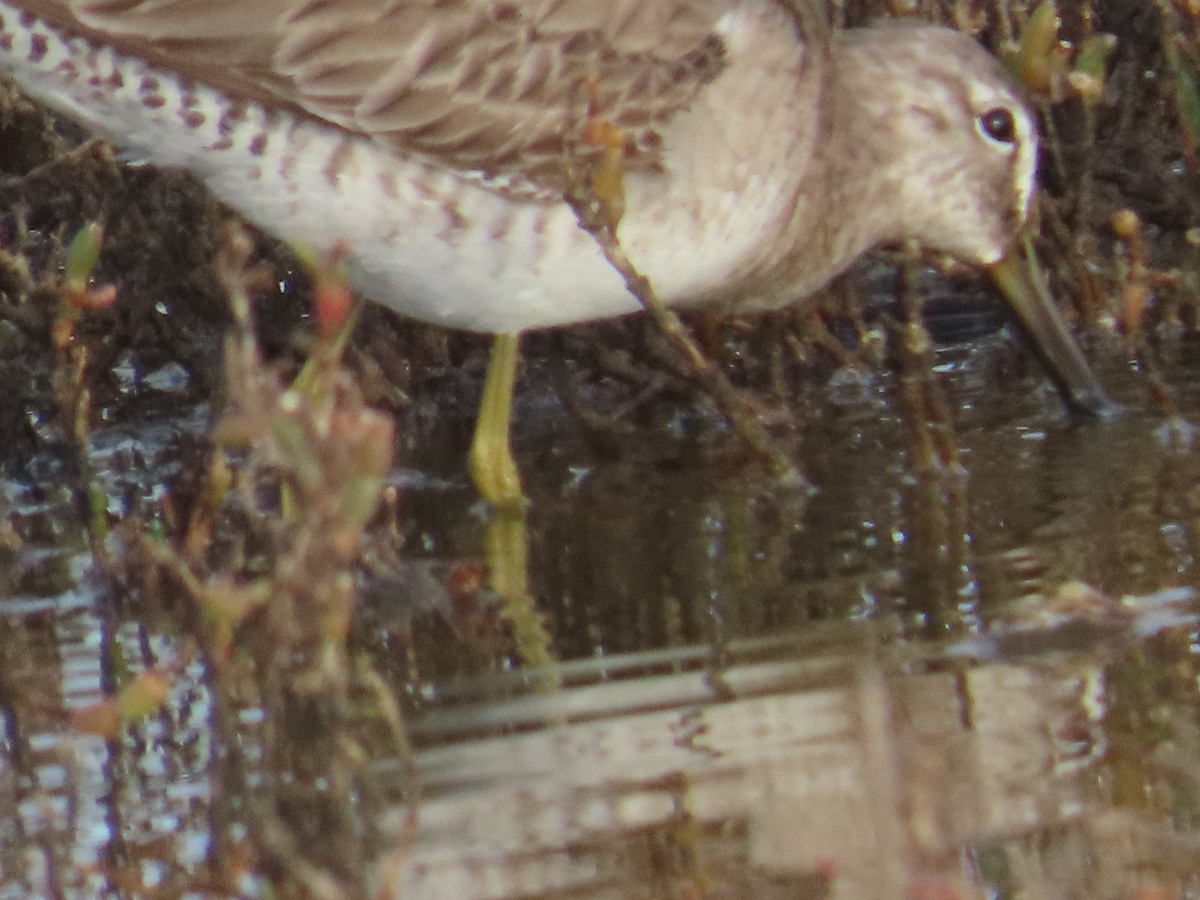 Uzun Gagalı Suçulluğu - ML652497958