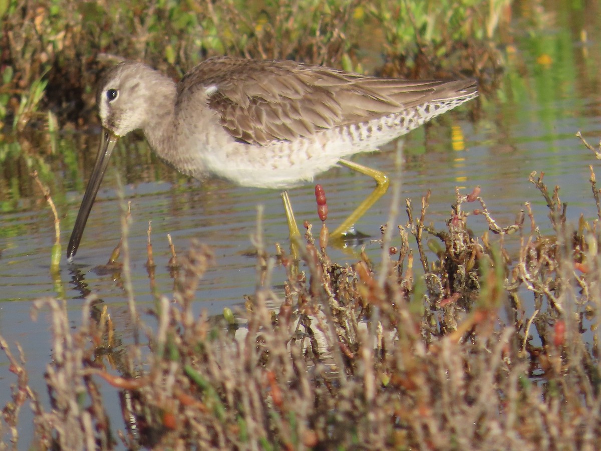 Uzun Gagalı Suçulluğu - ML652497959