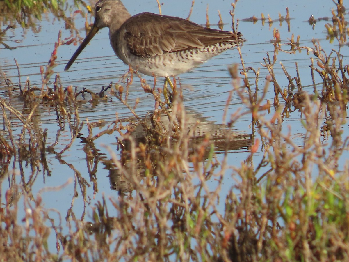 Uzun Gagalı Suçulluğu - ML652497960