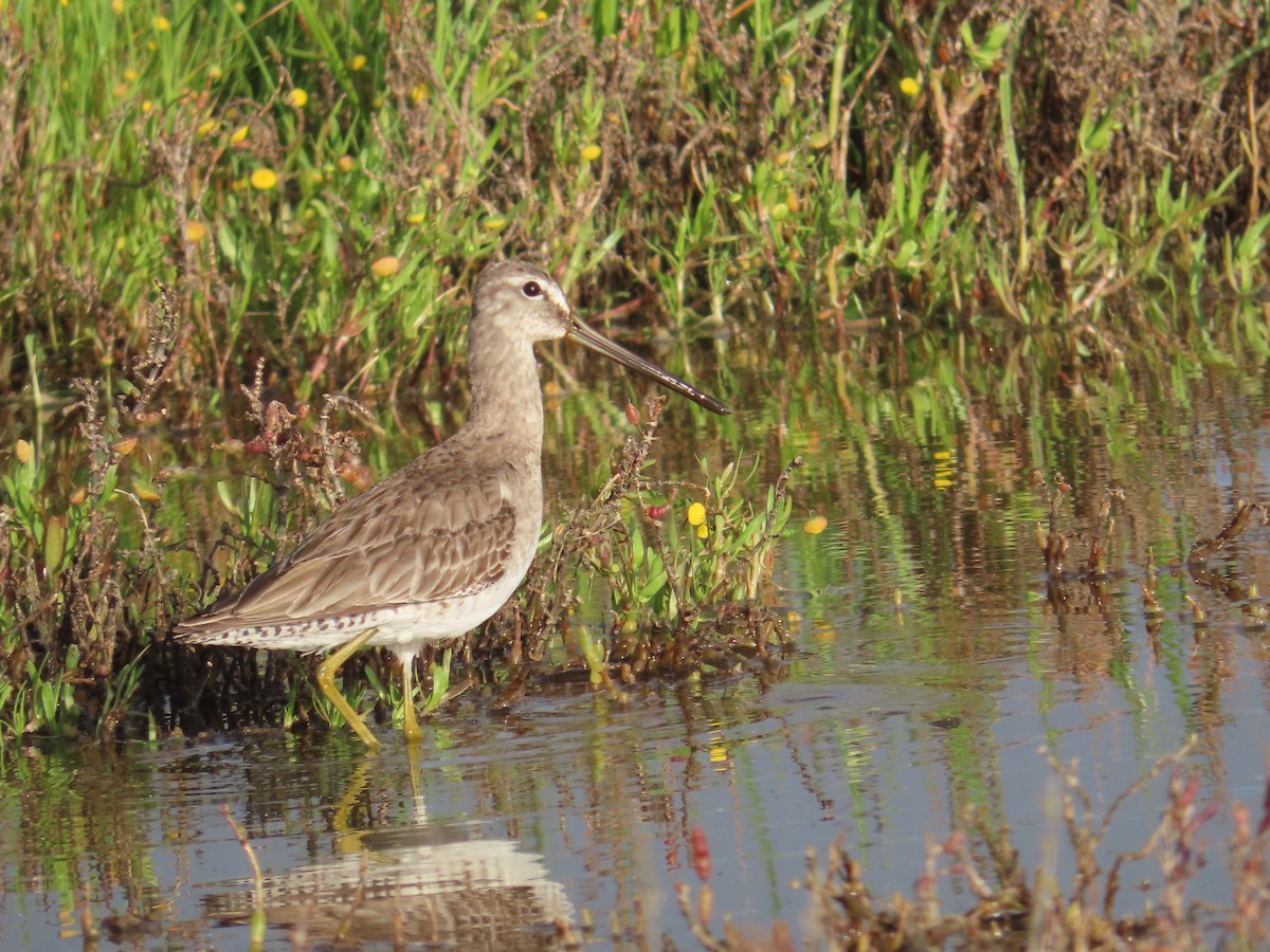 Uzun Gagalı Suçulluğu - ML652497961